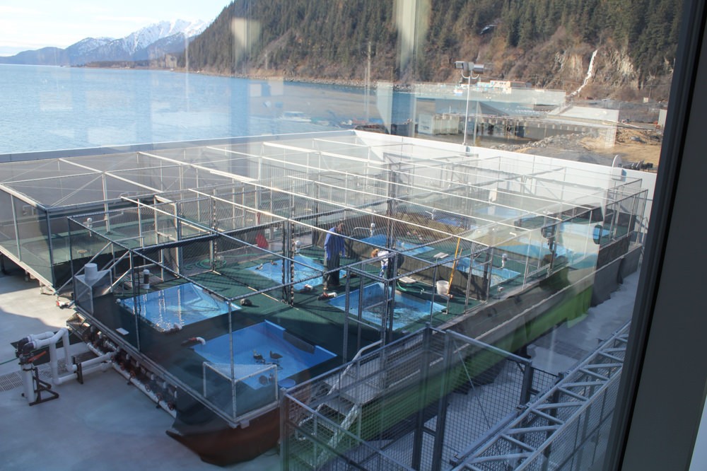 Alaska SeaLife Center Alaska's Public Aquarium